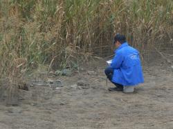 近木川の河口干潟において、ハクセンシオマネキの個体数と活動を調査している様子。巣穴から出てくるハクセンシオマネキを遠くから観察している調査者1人を撮影した画像です。