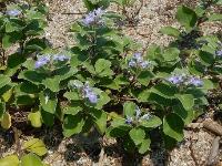 ハマゴウ。シソ科。海岸に生える落葉低木。茎は砂の上や中を長く這い、根を下ろします。 枝は斜めか直立し、高さ60センチメートルほどになります。夏に紫色の花が咲きます。和名は、浜のお香の意味で、葉や実に独特の香りがあります。画像には、7個ほどの花序と多数の葉が写っています。