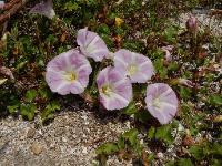 ハマヒルガオ。ヒルガオ科。海岸の砂地に生える多年草です。地下茎を長く伸ばし、茎は砂の上に伸び、ハート型の葉を付けます。春にピンク色の花が咲きますが、秋に咲くこともあります。画像は、2輪の花が咲いているところを写したもので、その周りに葉と蕾が写っています。