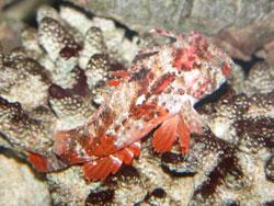 ハオコゼ。ハオコゼ科。全長11センチメートル前後。頭部が大きく、口吻が短いため、寸胴に見えます。背びれ前方のくし状になった鰭条に毒があります。体表面は、赤色、白色、褐色、黒色などの斑紋が入り混じった複雑な模様をしています。肉食性で、他の小魚、甲殻類、ゴカイなどを食べます。この画像は、水槽内にいる赤味が勝った1個体を横から撮影したもので、右向きです。