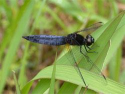 ハラビロトンボ。トンボ科。体長37ミリメートル前後。腹部が幅広なのが特徴です。オス成虫は濃い青色です。メスの腹部は黒色と黄色のまだら模様です。翅は透明です。成虫は春から秋にかけて見られます。幼虫は池に生息します。この画像は、葉に止まっている1個体のオス成虫を撮影したもので、右向きです。