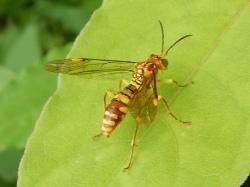 ハチガタハバチ。ハバチ科。体長13ミリメートル前後。黄色と赤褐色のまだら模様で、腹部には黒色の細帯が各節に入り、翅はほぼ透明です。一見、アシナガバチのように見えます。幼虫は、サルトリイバラなどのユリ科の葉を食べるそうです。この画像は、葉の上に止まっている1個体を撮影したもので、右上向きです。