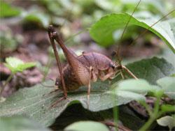 ハヤシウマ。カマドウマ科。体長13から21ミリメートル。体色は褐色です。ずんぐりとした体型で、背が丸まり、成虫になっても翅は生えません。細長い触角を持ちます。林床に生息します。成虫は夏から秋にかけて出現します。この画像は、地面近くの広い葉の上にいる1個体のオス成虫を横から撮影したもので、右向きです。バッタ目の仲間は、後脚が長く、跳躍に適しているのが特徴です。基本的に、雑食性です。