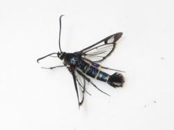 ヒメコスカシバ。スカシバガ科。スカシバガ科の仲間は、翅に透明な部分があるのが特徴です。ヒメコスカシバの開帳は14から21ミリメートルです。頭部から腹部にかけては光沢のある黒色です。成虫は春に出現するそうですが、この画像の個体は9月に採集されたものです。幼虫は、ブナ科やバラ科など、いろいろな植物の幹や枝の樹皮の内側の組織を食べます。この画像は、採集された1個体を白いトレイの上に置いて、背中側から撮影したもので、左上向きです。前翅と後翅とも縁は黒色で、その内側はほとんど透明です。