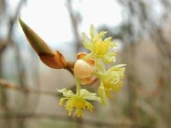 ヒメクロモジの雄花。この画像は、葉芽の付け根から出た3個の6弁、黄色の雄花を撮影したものです。花から黄色の雄蕊が出ているのが分かります。