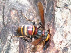 ヒメスズメバチ。スズメバチ科。体長24から37ミリメートル。胸部は黒色で、腹部は黄色、黒色、赤褐色の縞模様です。腹端が黒色なことで、他のスズメバチと見分けることができます。翅は半透明の褐色です。胸部と腹部の間がくびれています。女王1個体で越冬し、春に単独で巣を作り始め、女王の娘である働きバチが生まれると、女王バチは産卵に専念し、働きバチが幼虫の世話や巣の拡大をし、秋に巣からオスとメスが飛び出して繁殖します。巣は1年限りです。この生活史は、アシナガバチ類とスズメバチ類の仲間に共通です。ヒメスズメバチは、セグロアシナガバチなどの巣を襲って、幼虫の餌とします。ヒメスズメバチは、屋根裏や小屋に巣を作り、部屋数は最大で350個ほどまでになります。この画像は、木の幹に止まっている1個体の成虫を背面から撮影したもので、右向きです。
