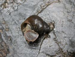 ヒメタニシ。タニシ科。成熟すると殻高が30ミリメートルを超える淡水にすむ巻貝です。雑食性。この画像は、陸上の石の上に置いたもので、殻のフタが少し開いた状態を撮影したものです。