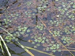 ヒシ。ミソハギ科。水底から茎が伸び、水面に葉が広がります。果実の両端の尖った2本の棘が特徴です。この画像は、水面に浮かぶ多数の葉を撮影したものです。