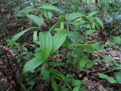 ホウチャクソウ。イヌサフラン科。ユリの仲間です。多年草。茎の高さは50センチメートルに達するものもあります。春に茎先の葉の付け根から、数個の緑白色の筒状の花が垂れ下がるように咲きます。この画像は、林内の小さな群落を撮影したもので、数本の茎に付いた花が写っています。