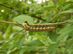 イボタガの幼虫。イボタガ科。開帳100ミリメートル前後。成虫の翅は、黒字に黄色の波線が細かく並び、前翅に眼玉模様があります。幼虫は黄白色の体部から7本の黒い紐状の突起が出ます。幼虫の餌植物は、イボタノキやネズミモチなどです。眼状紋のある独特の翅を持つ成虫は春に出現します。この画像は、横向きに伸びたイボタノキの枝にぶら下がるように止まっている1個体の幼虫を撮影したもので、左向きです。