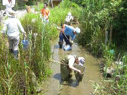 トンボの池しらべの様子。市民ボランティアと自然遊学館スタッフが協同して、月に1回、水の中にすむ生きものを調べています。