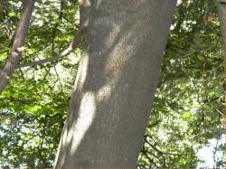イヌブナの幹。ブナ科。落葉高木。高さ25メートルほどになります。5月ごろに、新しい枝の付け根から、雄花と雌花がぶら下がるように咲きます。葉の裏にはブナよりも多くの毛があり、幹はブナよりも色が濃く、暗い灰色をしています。この画像は、その幹だけを撮影したものです。