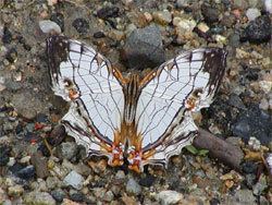 イシガケチョウ。タテハチョウ科。成虫の前翅長は31ミリメートル前後です。翅の地色は白色で、縦に不規則に入る数本の黒色の線と翅脈の黒色の線が交差して、石垣のような模様になります。一部、橙色の帯も入ります。幼虫は、イヌビワなどのクワ科植物の葉を食べます。この画像は、地面に止まっている1個体の成虫を背中側から撮影したもので、頭は上側にあります。翅は開いた状態です。