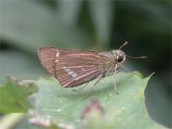 イチモンジセセリ。セセリチョウ科。前翅長18ミリメートル前後。翅の表面は褐色で、裏面は少し、うすい色になります。前翅には前縁から半円を描くように白色の小さな斑紋が並び、後翅には4個ほどの白色の小さな斑紋が、ほぼ一列に並びます。成虫は、春から秋にかけて、世代を繰り返し、出現します。幼虫は、ススキ、エノコログサ、チガヤなどのイネ科植物の葉を食べます。この画像は、葉の先に止まっている1個体の成虫を横から撮影したもので、右向きです。翅は閉じた状態です。