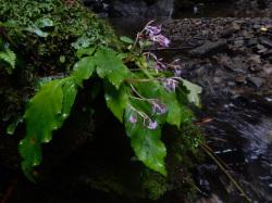 イワタバコ。イワタバコ科。多年草。根が岩場に張り付いて伸び、葉が岩から出ているように見えます。夏に葉の間から花茎が伸び、その先に紫色で5裂した花が咲きます。この画像では、左側に岩があって、右下がりの岩の面に、6枚ほどの葉が張り付くように生え、右向きに5本ほどの花茎が伸び出し、その先に多くの花が咲いています。