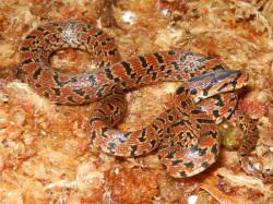 ジムグリの幼蛇。ナミヘビ科。全長70から100センチメートル。幼蛇は赤味が強く、黒い帯がいくつも入る模様をしていて、生長するにしたがって、褐色になります。腹面の市松模様が特徴です。主に小型の哺乳類を摂食します。この画像は、採集した幼蛇1個体を飼育マットの上に置いて撮影したもので、体は複雑に巻かれていて、頭は右を向いています。