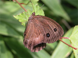 ジャノメチョウ。タテハチョウ科。前翅長28から42ミリメートル。翅は濃い褐色で、各前翅に2個の目玉模様があります。後翅の目玉模様は小さいです。成虫は、夏に、草原で見られます。幼虫はイネ科やカヤツリグサ科の葉を食べます。この画像は、1枚の葉のぶら下がるように止まって翅を閉じている1個体の成虫を横から撮影したものです。