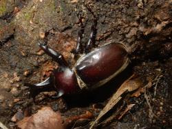 カブトムシ。コガネムシ科。オスの体長は、頭部から突き出る角を除いて、30から55ミリメートルです。角も合わせると、80ミリメートルに達する個体もいます。メスの体長は、30から50ミリメートルです。オス成虫は、前胸背板からも、前方に向けて小さい角が伸びます。厚みがある体形です。体色は、黒い褐色から赤褐色です。幼虫で冬を越し、腐植土中で発育し、初夏に羽化して、成虫は主に夜間に、コナラやクヌギの樹液に集まります。この画像は、枝にぶら下がるようにして止まっている1個体のオス成虫を撮影したもので、左向きです。