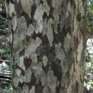 カゴノキの幹。この画像は、カゴノキの幹を近くから撮影したもので、樹皮のかなりの部分がはがれて白くなっています。