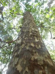 カゴノキの木立。この画像は、根元から見上げるようにして撮影したもので、直立していて、かなり高い部分から枝が出ています。