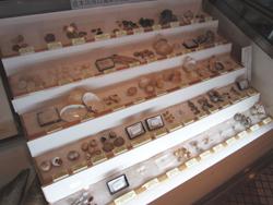 大阪湾で採集された貝殻の標本を展示しているケース。児嶋格さんから寄贈していただいたものです。