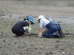 近木川の河口干潟において、スコップで穴を掘り、砂泥の中で暮らしている生きものを探している調査者2人を撮影した画像です。