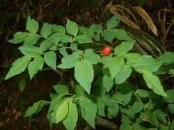 カクミノスノキ。ツツジ科。落葉低木で、高さ1メートルほどになります。春に、緑白色に赤い筋が入った筒状の小さな花を咲かせます。別名のウスノキもよく使われ、7月から9月に成る赤い実の先が、餅つきの臼のように窪んでいることによります。この画像には、多くの葉と、中央に赤い実が1個が写っています。