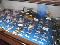 大阪湾で採集されたカニの標本を展示しているケース