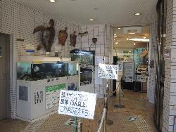 玄関ホール。海水水槽には大坂湾にすむグレやチヌなどの海水魚を飼育展示しています。その上には、ウミガメ類のはく製を展示しています。