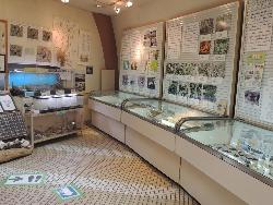 展示ホール。画像の左側から、近木川河口にすむカニの生体展示、カニ標本、二色の浜コーナー、汽水ワンドコーナーが写っています。