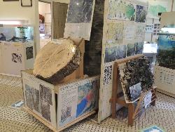 展示ホール。画像は、和泉葛城山のコーナーで、左側にはブナの巨木の幹の標本が写っています。