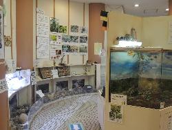 展示ホールの奥。左側の奥に和泉葛城山のコーナー、手前がヘビの飼育展示、右側が昆虫の飼育展示の水槽が写っています。