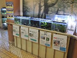 展示ホールの奥。貝塚市の淡水魚を飼育展示しています。