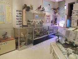 展示室。画像の左側は鳥類コーナー、右側に少し世界の昆虫コーナーが写っています。