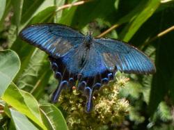 カラスアゲハ。アゲハチョウ科。前翅長45から80ミリメートル。翅は青色や緑色に輝いて見えます。主に山地に生息し、春と夏の年2回、成虫が出現します。幼虫は、キハダやサンショウなどのミカン科の葉を食べます。この画像は、植物に止まっている1個体の翅を開いた成虫を背中側から撮影したもので、頭が上になります。以下、注釈です。チョウ類の大きさは、体長よりも、前翅長や開張などの翅の大きさで表すことの方が多いです。また、成虫はいろいろな種類の花から蜜を吸いますが、幼虫の餌植物は限られているため、食性に関しては、幼虫の餌植物を示すことが一般的です。