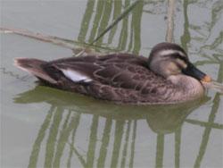 カルガモ。カモ科。1年中見られる留鳥です。河川、池、湿地、水田などで見られます。植物食。この画像は、1羽が水面に浮かんでいる状態で、右向きです。カモ科の中では雌雄の判別が困難です。