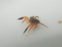 カタオカハエトリ。ハエトリグモ科。オスの体長は2～3ミリメートル。メスの体長は3～4ミリメートル。オスは、脚が鮮やかなオレンジ色をしているのが特徴です。メスは褐色に複雑な斑紋が入っています。平地から山地まで分布し、徘徊して獲物を探します。画像は、採集した1個体を白いトレイに置いて撮影したもので、左向きです。