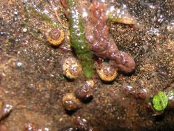 カタツムリトビケラ属の幼虫。カタツムリトビケラ科。体長3ミリメートル以下。翅は褐色で、とても小さいトビケラです。幼虫は、細かな砂粒を使って、右巻きのカタツムリの殻の形をした巣を作ります。川沿いの、たえず湧水か細流が流れる岩肌やたまり水に生息します。この画像は、岩肌にいる5個体を背面から撮影したものです。