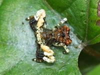 カトウツケオグモ。カニグモ科。オスの体長は5ミリメートル前後。メスの体長は10ミリメートル前後。頭胸部は黒褐色で、脚の基部は白色です。丘陵地から山地にかけて生息し、葉や枝の上にいます。画像は葉の上に止まっている1個体を背面から撮影したもので、左向きです。