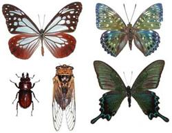 和泉葛城山の昆虫の代表として、アサギマダラ、オニクワガタ、エゾゼミ、スミナガシ、カラスアゲハの標本を1枚の画像にまとめたものです。