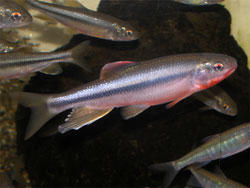 カワムツ。コイ科。淡水魚。全長15cm前後。背中側は褐色です。頭から尾にかけての側面に1本の太い縦の黒帯が入ります。腹側は銀白色です。川の上流域から中流域にかけて生息します。雑食性で、昆虫や藻類などを食べます。画像は水槽内を撮影したもので、腹側に紅色の婚姻色が出た1個体のオスの成魚が写っていて、その周りにも他のカワムツやオイカワの一部も写っています。