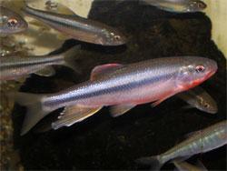カワムツ。コイ科。淡水魚。全長15センチメートル前後。背中側は褐色です。頭から尾にかけての側面に1本の太い縦の黒帯が入ります。腹側は銀白色です。川の上流域から中流域にかけて生息します。雑食性で、昆虫や藻類などを食べます。この画像は水槽内を撮影したもので、腹側に紅色の婚姻色が出た1個体のオスの成魚が写っていて、その周りにも他のカワムツやオイカワの一部も写っています。