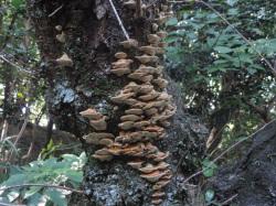 カワウソタケ。タバコウロコタケ科。夏から秋にかけて、サクラ類の枯れ木や衰弱木に、重なるように群生します。傘は半円形で、柄はなく、表面は、黄褐色です。幅は6センチメートルほどになり、厚さもあります。この画像は、ソメイヨシノの衰弱木に生えた50枚ほどを横から撮影したものです。