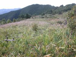 この画像は、カヤ、ササ草原を撮影したものです。和歌山県側は開けた草原になっています。