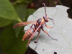 キボシアシナガバチ。スズメバチ科。体長16ミリメートル前後。体色は、黒色に、顔、肩、腹部各節に、赤褐色の部分があります。翅は半透明の褐色です。胸部と腹部の間がくびれています。キボシアシナガバチの巣は、蓋が黄色であるのが一番の特徴です。巣は、最大で100個までの部屋数になります。この画像は、葉の上に止まった1個体の成虫を撮影したもので、右向きです。