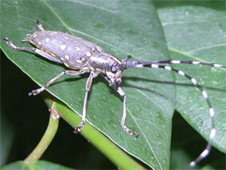 キボシカミキリ。カミキリムシ科。体長15から30ミリメートル。黒地に黄色の小さな斑点を散りばめた模様をしています。成虫は春から秋まで見られます。木の肌をかじります。幼虫は、ミカンやイチジクの生木を食害します。この画像は葉の上にいる1個体の成虫を撮影したもので、右向きです。黒地がうすい個体です。