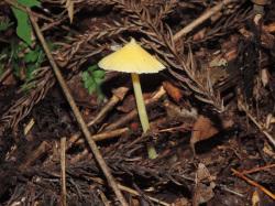 キイボカサタケ。イッポンシメジ科。夏から秋にかけて、林床から生えます。全体に黄色です。傘の直径は3センチメートル前後で、柄の長さは6センチメートル前後です。釣鐘型の傘の頂点に小さな突起があるのが特徴です。この画像は林床から生えた1本を撮影したもので、前と後ろにスギの落葉が写っています。