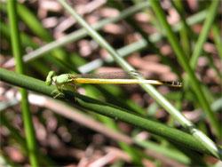 キイトトンボ。イトトンボ科。体長40ミリメートル前後。細長い体型をしています。和名の通り、体色が黄色で、成熟すると、胸部が黄緑色になります。翅は透明です。成虫期は春から秋までですが、夏に多くみられます。幼虫は抽水植物が茂る池や湿地に生息します。この画像は、左上がりのアンペライの細い葉に止まっている1個体の成虫を横から撮影したもので、左向きです。