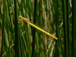 キイトトンボ。イトトンボ科。体長40ミリメートル前後。細長い体型をしています。和名の通り、体色が黄色で、成熟すると、胸部が黄緑色になります。成虫期は春から秋までですが、夏に多くみられます。幼虫は抽水植物が茂る池や湿地に生息します。この画像は垂直に伸びた葉に止まっている1個体の成虫を横から撮影したもので、左向きです。