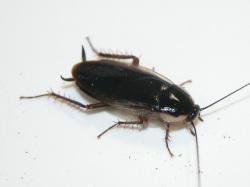 キスジゴキブリ。チャバネゴキブリ科。体長14から17ミリメートル。黒い褐色で、平らな体の側部に白色の縁取りがあります。雑食性。この画像は、採集した1個体を白いトレイの上に置いて撮影したもので、右向きです。